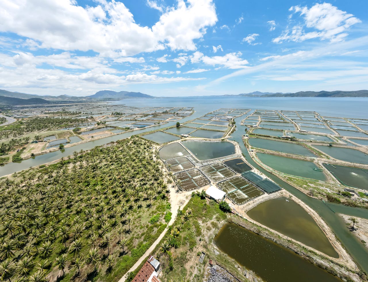 Services-02 Aerial shot showcasing fish farms and a palm plantation along a coastal landscape under clear skies.